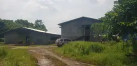 Kandang Ayam Luas 30.000 m2 Subang Jawa barat