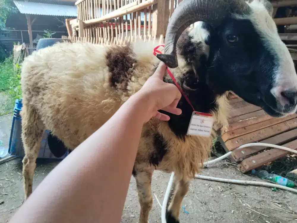 Tenaga kerja freelance peternakan kambing