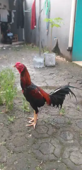 Ayam Bangkok umur 7 Bln.