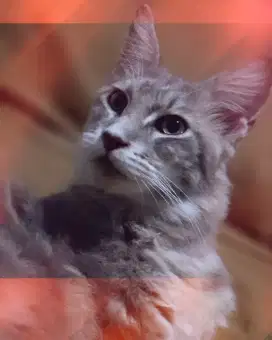 Mainecoon betina