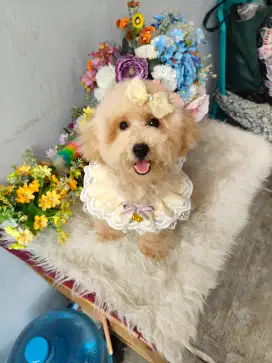 Aprikot female poodle super cute face