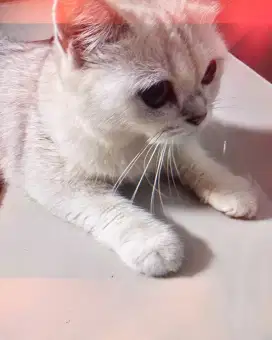 BSH White Silver
