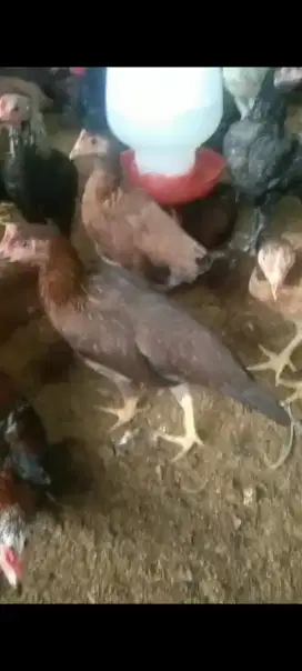 Ayam kampung kubII