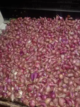 Bawang merah asli brebes bagus