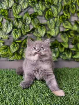 Kucing persia flatnose