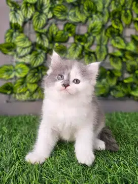 Kucing persia medium