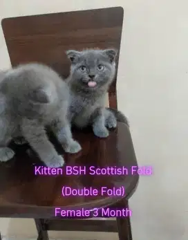 Kucing BSH Scottish Fold (Double Fold) Satuan atau Borongan