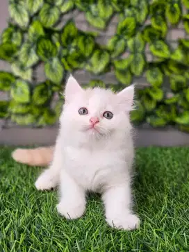 Persia flatnose