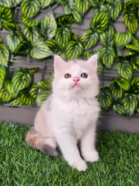 Persia flatnose