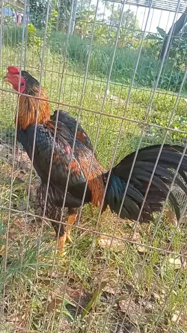 Ayam bangkok pakhoy