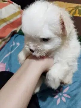 Anjing shitzhu mix minipom