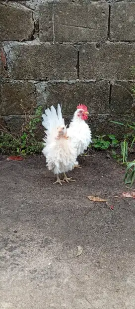 Sepasang ayam kate serama bulu walik