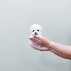 Korean mini bichon size kecil super cute face bloodline import Korea
