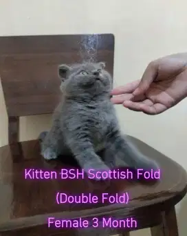 BSH Scottish Fold (Double Fold) Indukan & Anak