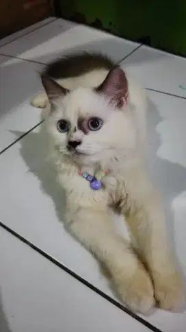 Kucing anggora ras Persia Himalaya betina