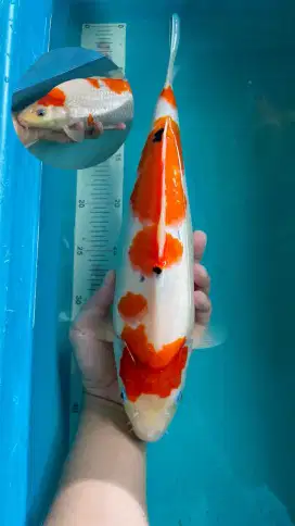 ikan koi sanke AKF munuk,