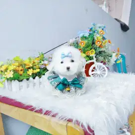 Super tiny snow white poodle super imut size kecil kaki cebol Lucu