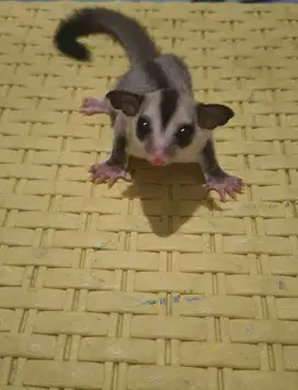 Sugar Glider White Face