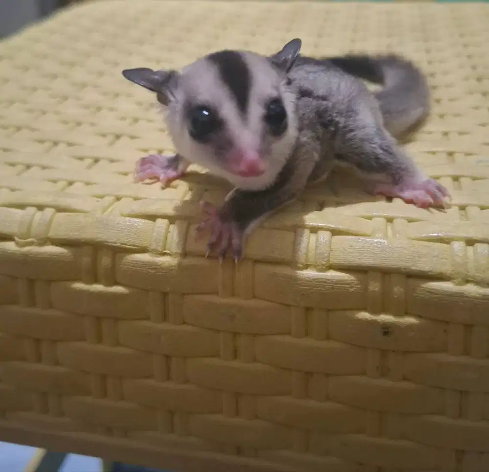 Sugar Glider White Face
