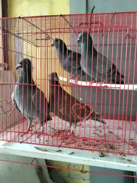 4 Burung Dara / Merpati Murah Gratis sepasang giring