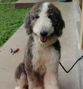 Jual Anakan Giant Poodle Jantan Tuxedo Silver