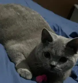 Kucing british shorthair bsh british short hair