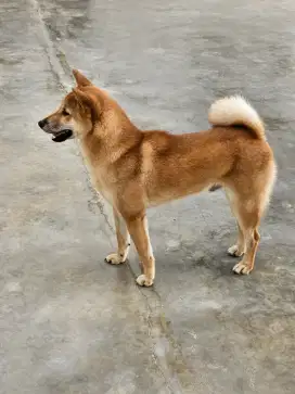 Jual Anakan Shiba Inu Jantan