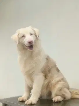 Jual Anakan Australian Shepherd Jantan