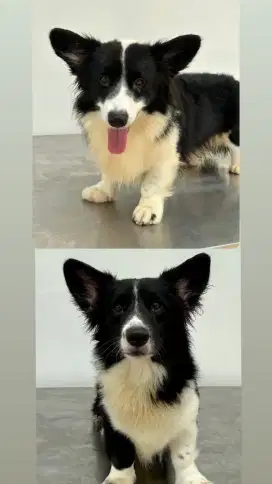 Jual Corgi Long Hair Jantan