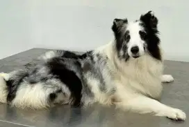 Jual Indukan Sheltie Bi Blue (Very Rare Color)