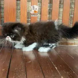KUCING MUNCHKIN MINUET (CEBOL PESEK LONGHAIR) JANTAN