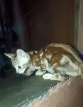 shetted marbel brown B3n9al