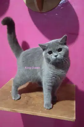 Kucing British Shorthair BSH Blue Solid Betina 7 bulan Parent Impor
