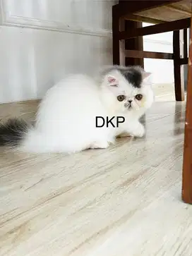 Persian peaknose betina