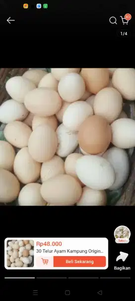 Telur ayam kampung