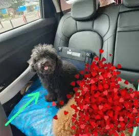 Anjing poodle betina
