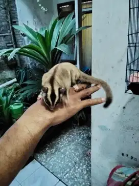 Sugar Glider Jantan