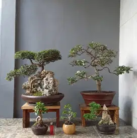 Borongan murah ada 5 pot bonsai hias