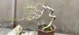 Bonsai Amplas Putih Gaya Ekstrim