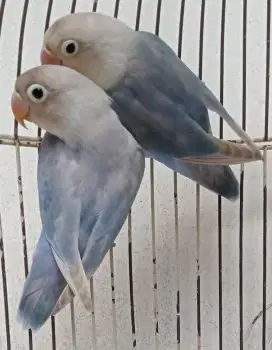 Jual BURJA LOVEBIRD PASANGAN MUDA PASVIO DENGAN PASBIR