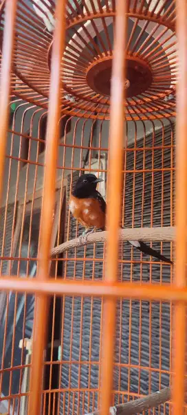 Murai Bahorok Blorok