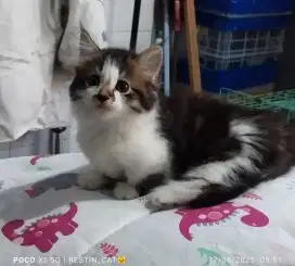Kucing munchkin kitten jantn