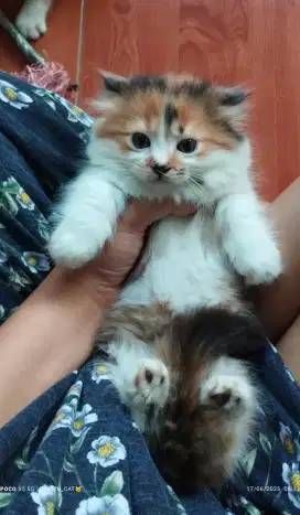 Kucing munchkin kitten betina