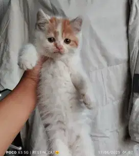 Kucing scotis straight jantan