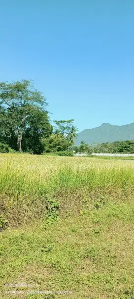 Dijual Tanah Sawah (SHM) di daerah Ds. SangkanHurip, Cilimus, Kuningan
