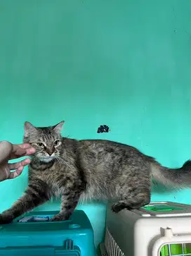 Persia x hamil BSH