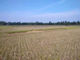 Dijual Cepat! Bisa Nego – Sawah 12.000 m² Cianjur – Akses Mobil, Dekat