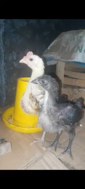 Anak ayam pelung super jumbo sepasang, bisa diantar