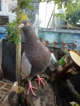 Burung dara giring