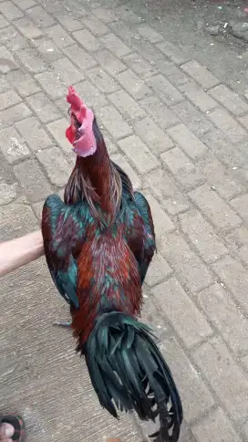 Jual ayam pelung